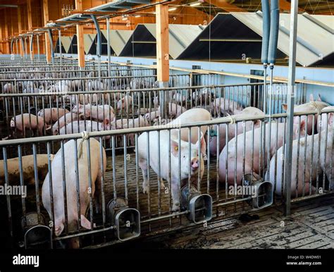 slatted floors for pigs.